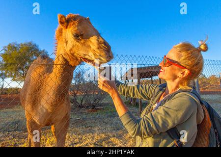 Fille avec un dromadaire australien dans le territoire du Nord de l'Australie. Espèce Camelus dromedarius. Endémique à l'Australie. Banque D'Images