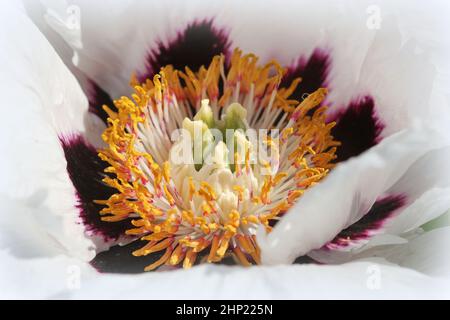 Grosse tête de fleur de pivoine blanche ou de pivoine, gros plan. Fleurs blanc délicat fleur . Banque D'Images