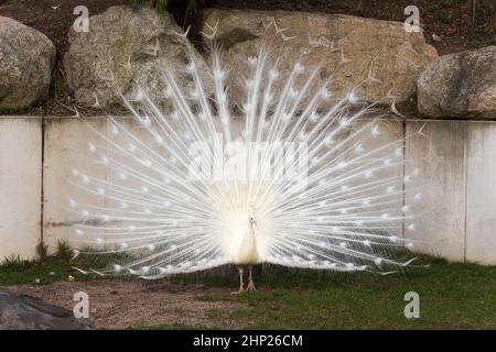 Paon indien blanc (Pavo cristatus) présentant ses plumes de queue Banque D'Images