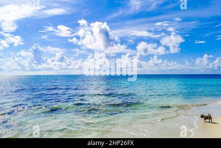 Le petit chien est à l'horizon à la vue panoramique de la plage mexicaine tropicale de Playa 88 et Punta Esmeralda à Playa del Carmen Mexique. Banque D'Images