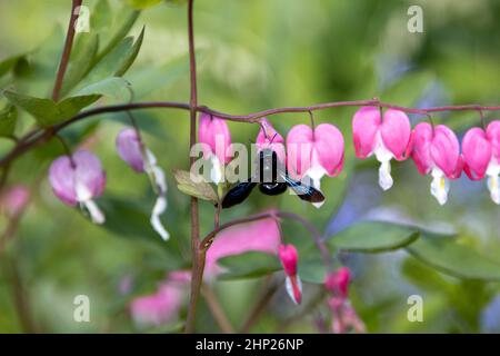 Une grosse abeille en bois bleu recherche du pollen sur une fleur de coeur, Lamprocapnos spectabilis. Banque D'Images