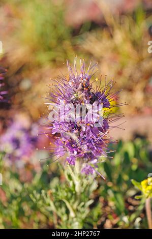 La Phacelia soyeuse dans son métier à tisser d'été près du lac Okatomi dans le parc national des Glaciers, au Montana Banque D'Images