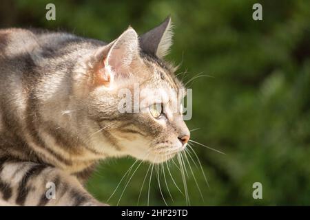 chat maison de tabby d'argent sur la chasse dans le jardin Banque D'Images