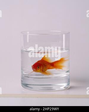 Poisson doré dans un verre de whisky Banque D'Images