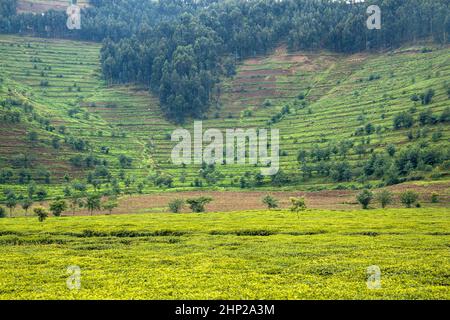 Plantation de thé au Rwanda. La forêt d'eucalyptus sur les pentes abruptes est également transformée en plantations. Banque D'Images