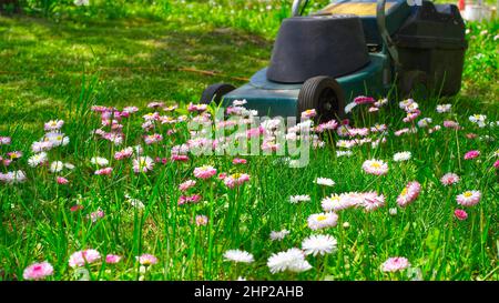 Fleurs de printemps blanc et rose Dainty dans une pelouse de jardin verte avec tondeuse électrique à l'extrémité du cluster dans une vue à angle bas au niveau du sol en a s. Banque D'Images