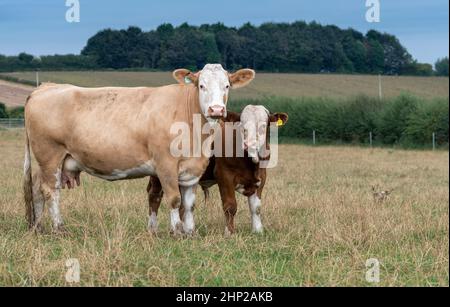 Troupeau de vaches Simmental et de veaux dans les pâturages des basses terres, North Yorkshire, Royaume-Uni. Banque D'Images