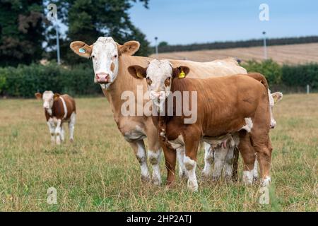 Troupeau de vaches Simmental et de veaux dans les pâturages des basses terres, North Yorkshire, Royaume-Uni. Banque D'Images