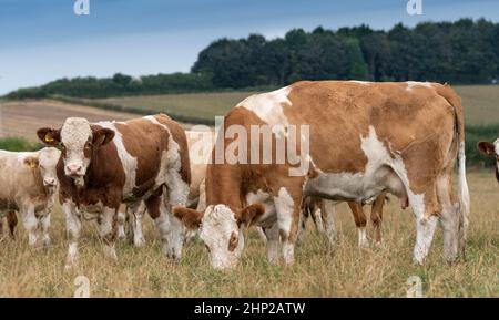 Troupeau de vaches Simmental et de veaux dans les pâturages des basses terres, North Yorkshire, Royaume-Uni. Banque D'Images