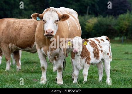 Race Simmental vache et jeune veau, North Yorkshire, Royaume-Uni. Banque D'Images