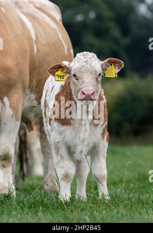 Race Simmental vache et jeune veau, North Yorkshire, Royaume-Uni. Banque D'Images