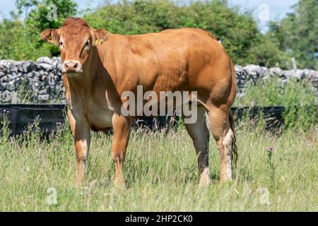 Génisses de Limousin dans les pâturages de montagne, Forest of Bowland, Lancashire, Royaume-Uni. Banque D'Images