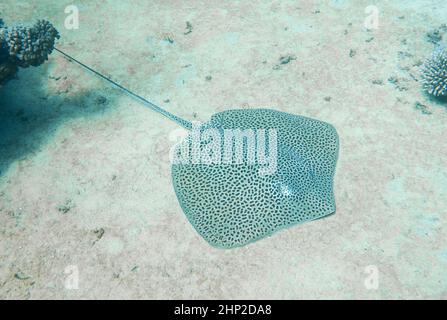 Grand nid d'abeilles whipray STINGray sous l'eau sur un lit de mer sablonneux sur le récif tropical de corail Banque D'Images