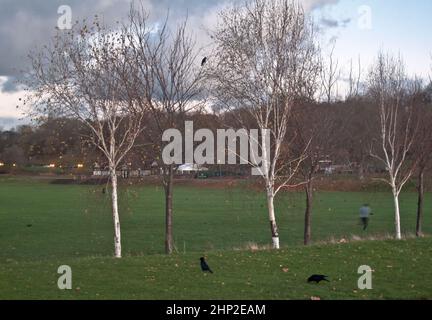 Trois bouleaux argentés, avec herbe, corneilles et une personne qui fait du jogging. Champs de forêt, Nottingham Banque D'Images