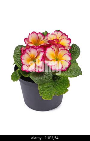 Fleurs en pot de primrose 'Primula Acaulis Scentsation' sur fond blanc Banque D'Images