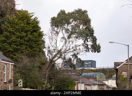 Cornwall, Royaume-Uni. 18th février 2022, la police a fermé une route principale (rue Pendarves) à Camborne Cornwall en raison d'une branche d'arbre dangereuse surpenchée endommagée par la tempête Eunice. La circulation est mauvaise dans la région car des dérivations sont en place. Un avertissement météo rouge a été émis du 7am au 12 heures, ce qui signifie un danger pour la vie. Crédit : Keith Larby/Alay Live News Banque D'Images