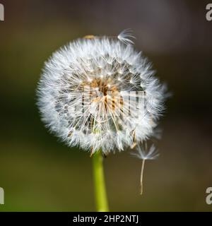 Une seule fleur de pissenlit sur un fond vert non défini et flou dans la lumière du soleil chaude. Banque D'Images