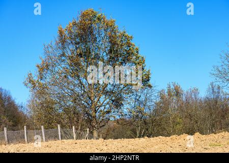 Un vieil arbre, grand et ronrlé se dresse au bord d'un petit champ. Banque D'Images