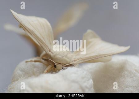 Soie Moth sur cocon, détail macro prise de vue . Banque D'Images
