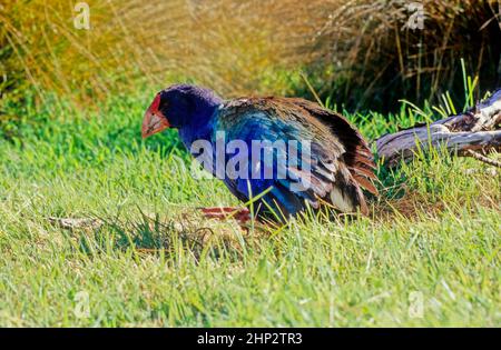 Le takahē Porphyrio hochstetteri, également connu sous le nom de South Island takahē ou nosnis, est un oiseau sans vol indigène de Nouvelle-Zélande, et le plus grand Banque D'Images