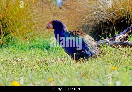 Le takahē Porphyrio hochstetteri, également connu sous le nom de South Island takahē ou nosnis, est un oiseau sans vol indigène de Nouvelle-Zélande, et le plus grand Banque D'Images