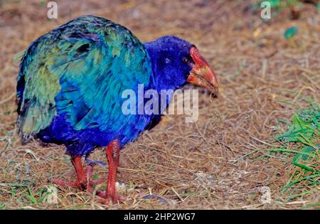 Le takahē Porphyrio hochstetteri, également connu sous le nom de South Island takahē ou nosnis, est un oiseau sans vol indigène de Nouvelle-Zélande, et le plus grand Banque D'Images