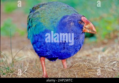 Le takahē Porphyrio hochstetteri, également connu sous le nom de South Island takahē ou nosnis, est un oiseau sans vol indigène de Nouvelle-Zélande, et le plus grand Banque D'Images