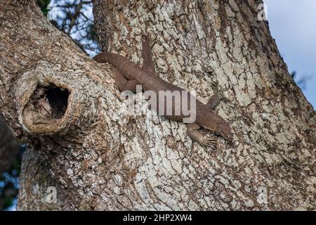 Surveiller le lézard (Varanus bengalensis) dans l'arbre, Sri Lanka Banque D'Images