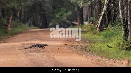 Surveiller Lizard (Varanus bengalensis) Crossing Road, Sri Lanka Banque D'Images