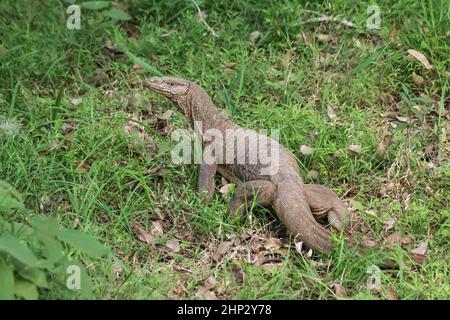 Surveiller Lizard (Varanus bengalensis), Sri Lanka Banque D'Images