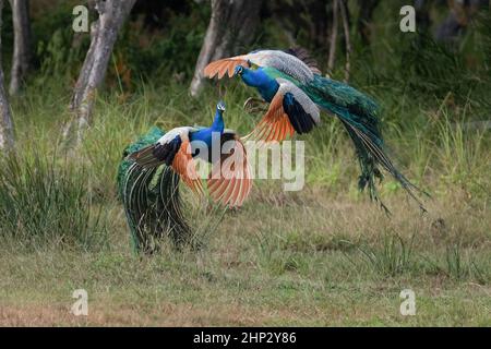 Peafhibou masculin (Peacock) (Pavo cristatus) lutte pour les femelles Banque D'Images