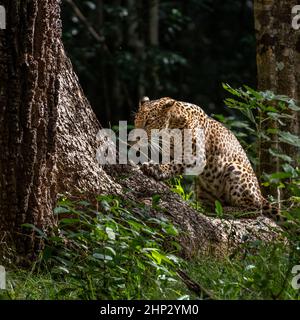 Léopard (Panthera pardus kotiya), griffes de Sharing sur l'arbre, Sri Lanka Banque D'Images