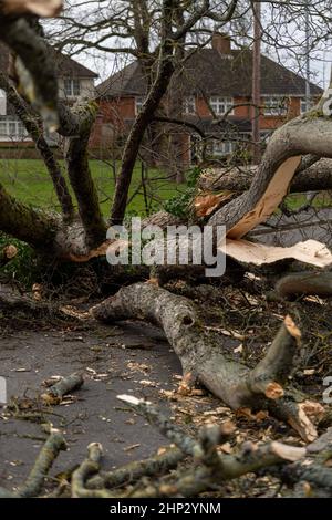 Brentwood, Royaume-Uni. 18th févr. 2022. Brentwood Essex 18th Fév 2022 UK Weather Storm Eunice, un grand arbre descendu dans une route de banlieue à Brentwood Essex crédit: Ian Davidson/Alay Live News Banque D'Images