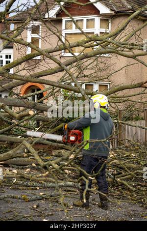 Brentwood, Royaume-Uni. 18th févr. 2022. Brentwood Essex 18th Fév 2022 UK Weather Storm Eunice, un grand arbre descendu dans une route de banlieue à Brentwood Essex crédit: Ian Davidson/Alay Live News Banque D'Images