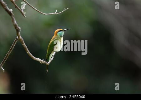 Little Green Bee-eater (Merops orientalis) Banque D'Images