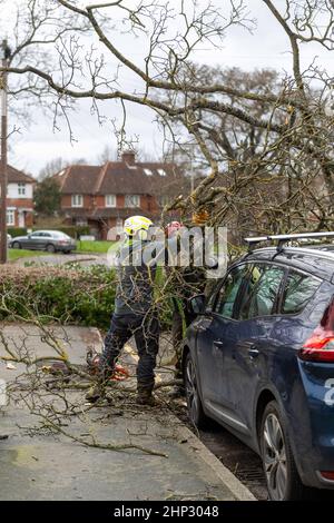 Brentwood, Royaume-Uni. 18th févr. 2022. Brentwood Essex 18th Fév 2022 UK Weather Storm Eunice, un grand arbre descendu dans une route de banlieue à Brentwood Essex crédit: Ian Davidson/Alay Live News Banque D'Images