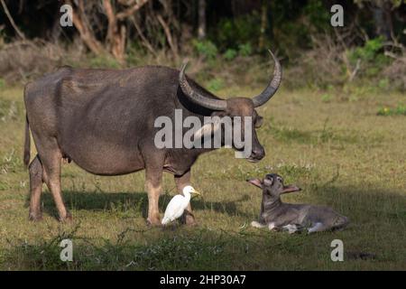 Buffle d'eau asiatique (Bubalus bubalis) avec veau Banque D'Images