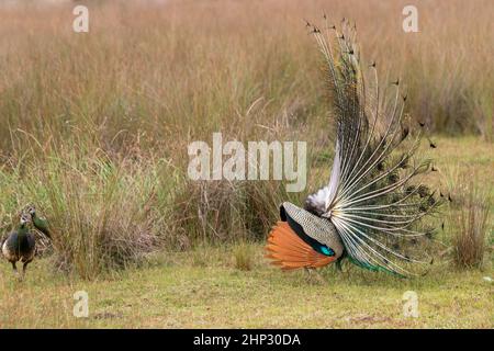 Peafhibou masculin (Peacock) (Pavo cristatus) Affichage dans la nature Banque D'Images