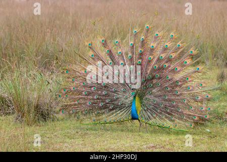 Peafhibou masculin (Peacock) (Pavo cristatus) Affichage dans la nature Banque D'Images