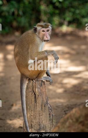 Singe macaque (Macaca sinica), Sri Lanka Banque D'Images