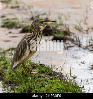 Étang Indien Heron (Ardeola grayii) Grenouille de l'Eating Banque D'Images