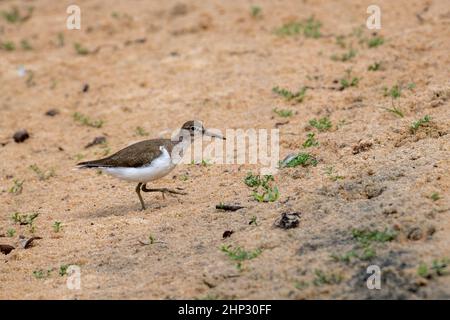 Chevalier grivelé (Actitis hypoleucos commun) Banque D'Images