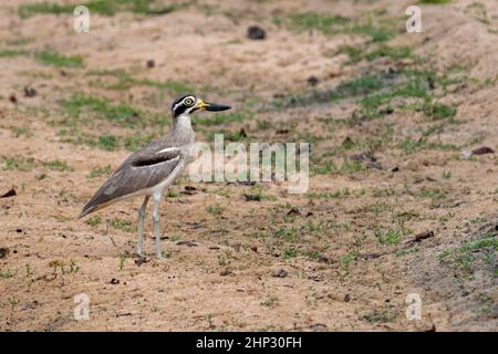 Grand genou épais (Esacus recurvirostris) Banque D'Images