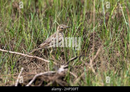 Paruline fantoïde striée (Cisticola joncidis) Banque D'Images