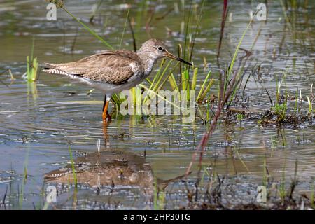 Redshank (Tringa totanus), Sri Lanka Banque D'Images