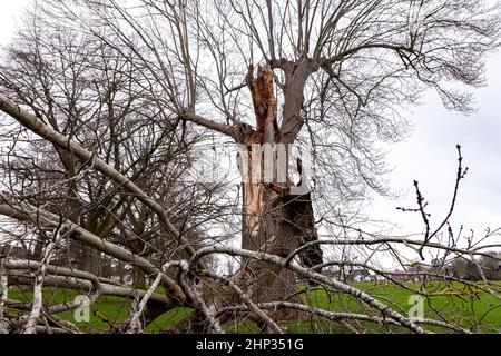 Northampton, Royaume-Uni. Météo. 18th février 2022. Vents forts dans le parc d'Abington alors que la force de la tempête Eunice arrive en soufflant sur les arbres. Crédit : Keith J Smith./Alamy Live News. Banque D'Images