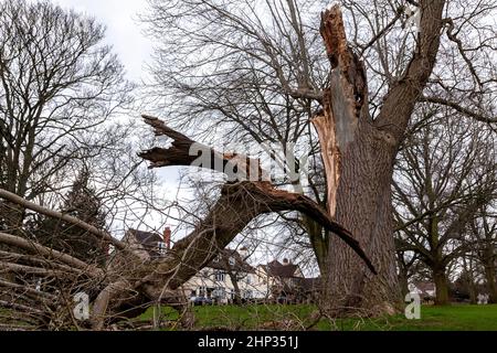 Northampton, Royaume-Uni. Météo. 18th février 2022. Vents forts dans le parc d'Abington alors que la force de la tempête Eunice arrive en soufflant sur les arbres. Crédit : Keith J Smith./Alamy Live News. Banque D'Images