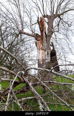 Northampton, Royaume-Uni. Météo. 18th février 2022. Vents forts dans le parc d'Abington alors que la force de la tempête Eunice arrive en soufflant sur les arbres. Crédit : Keith J Smith./Alamy Live News. Banque D'Images