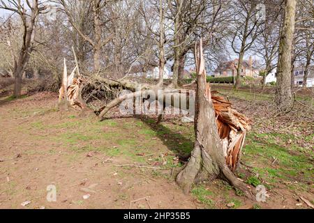 Northampton, Royaume-Uni. Météo. 18th février 2022. Vents forts dans le parc d'Abington alors que la force de la tempête Eunice arrive en soufflant sur les arbres. Crédit : Keith J Smith./Alamy Live News. Banque D'Images