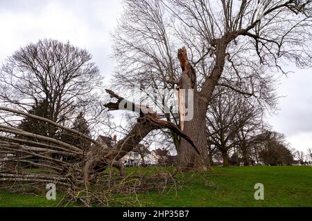 Northampton, Royaume-Uni. Météo. 18th février 2022. Vents forts dans le parc d'Abington alors que la force de la tempête Eunice arrive en soufflant sur les arbres. Crédit : Keith J Smith./Alamy Live News. Banque D'Images